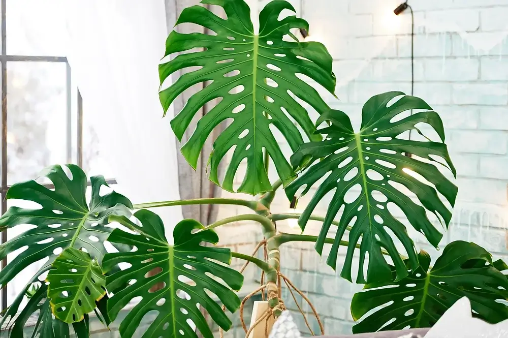 Monstera Deliciosa