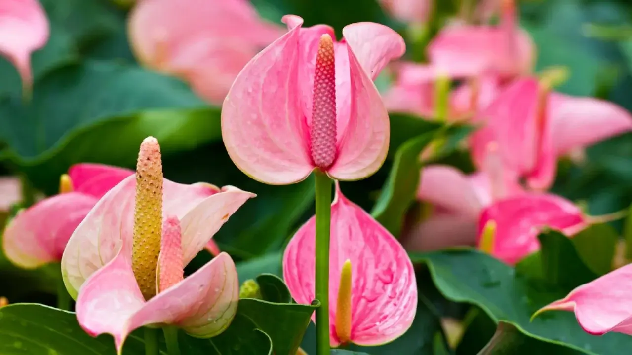 Plant repotting